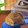 Crousty participe au concours pour gagner de l'argent avec cette photo : cat, orange_tabby, towel, ironing_board, iron, window, plant, wooden_door, indoor, relaxed, pet, feline, home, cozy, resting, animal, domestic, furniture, curtain, houseplant