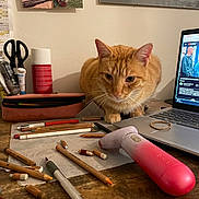 Crousty participe au concours pour gagner de l'argent avec cette photo : cat, orange_tabby, desk, pencils, colored_pencils, art_supplies, laptop, youtube, handheld_device, pink, white, scissors, pencil_case, wooden_surface, stationery, paper, indoor, curious, pet, computer_screen