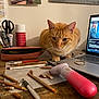art_supplies, cat, colored_pencils, computer_screen, curious, desk, handheld_device, indoor, laptop, orange_tabby, paper, pencil_case, pencils, pet, pink, scissors, stationery, white, wooden_surface, youtube