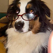 Aura participe au concours pour gagner de l'argent avec cette photo : black, brown, closeup, companion, dog, expression, eyewear, face, fluffy, fur, glasses, head, indoor, looking_up, nose, nostril, pet, tricolor, whiskers, white