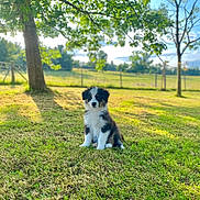 Aura a rejoint le concours — aidez-le/la à gagner de superbes lots ! animal, cute, dog, fence, field, fluffy, grass, green, nature, outdoor, peaceful, pet, puppy, rural, sitting, sky, summer, sunlight, tree, young