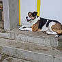 dog, tricolor, concrete, steps, door, yellow_frame, muzzle, paw_prints, mud, outdoor, resting, animal, side_view, happy, pet, canine, quiet, urban, building, relaxed