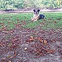 dog, grass, ball, leaves, outdoor, nature, trees, fence, animal, pet, playing, paw, ground, forest, fall, park, canine, relaxing, daytime, scenery