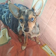 Chipy participe au concours pour gagner de l'argent avec cette photo : bed, big_ears, blanket, blue_eyes, close_up, couch, cute, dog, ears, fur, indoor, looking_up, merle, nose, paw, pet, portrait, puppy, small_dog, whiskers