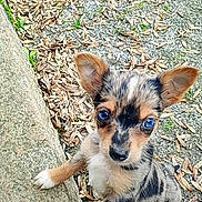 Chipy participe au concours pour gagner de l'argent avec cette photo : animal, black, brown, closeup, cute, dog, ears, fur, gravel, leaves, looking_up, nature, outdoor, pet, portrait, puppy, small, stone, white, young_animal