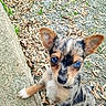 Chipy participe au concours pour gagner de l'argent avec cette photo : animal, black, brown, closeup, cute, dog, ears, fur, gravel, leaves, looking_up, nature, outdoor, pet, portrait, puppy, small, stone, white, young_animal