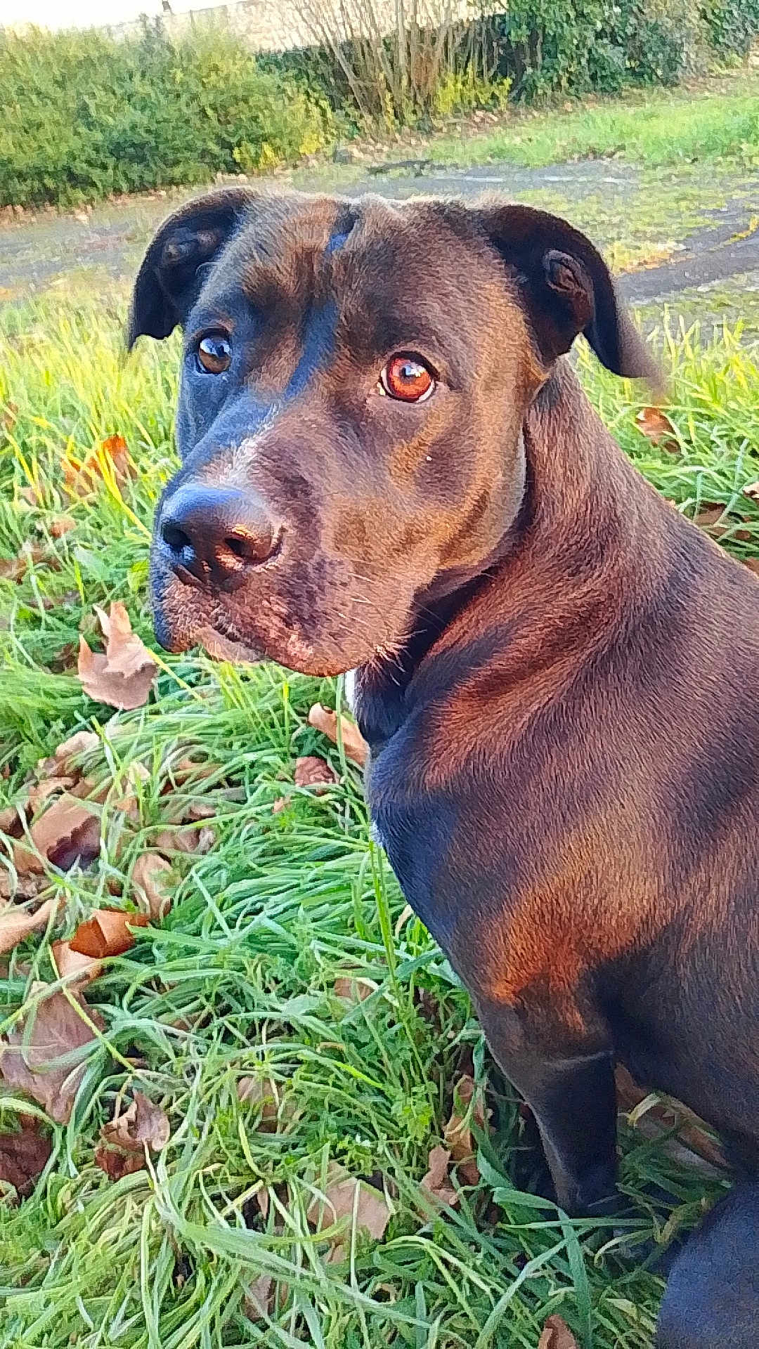 Ayia participe au concours pour gagner de l'argent avec cette photo : dog, animal, pet, grass, outdoor, nature, leaf, brown_fur, canine, portrait, looking_away, daylight, closeup, ears, snout, sitting, background, greenery, fall, cute