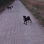 Ayia a rejoint le concours — aidez-le/la à gagner de superbes lots ! dog, outdoor, path, trees, grass, nature, animal, pet, walking, forest, dirt_road, canine, two_dogs, daylight, scenery, wildlife, field, rural, leaves, trail