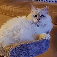 Naya participe au concours pour gagner de l'argent avec cette photo : cat, fluffy, white_cat, pet, indoor, cat_perch, furniture, couch, collar, bell, relaxed, looking, animal, cute, domestic_cat, cozy, home, soft, resting, feline