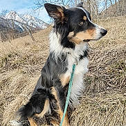 Texan participe au concours pour gagner de l'argent avec cette photo : alert, animal, canine, daylight, dog, ears, fur, grass, landscape, leash, mountain, nature, outdoor, pet, side_view, sitting, sky, snout, tree, wildlife