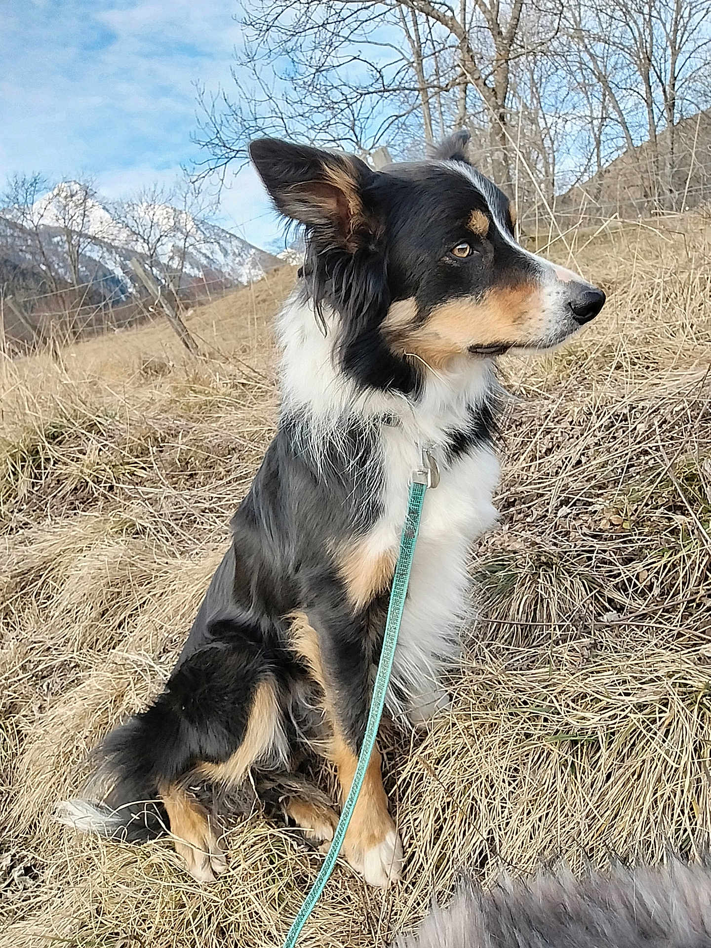 Texan participe au concours pour gagner de l'argent avec cette photo : alert, animal, canine, daylight, dog, ears, fur, grass, landscape, leash, mountain, nature, outdoor, pet, side_view, sitting, sky, snout, tree, wildlife