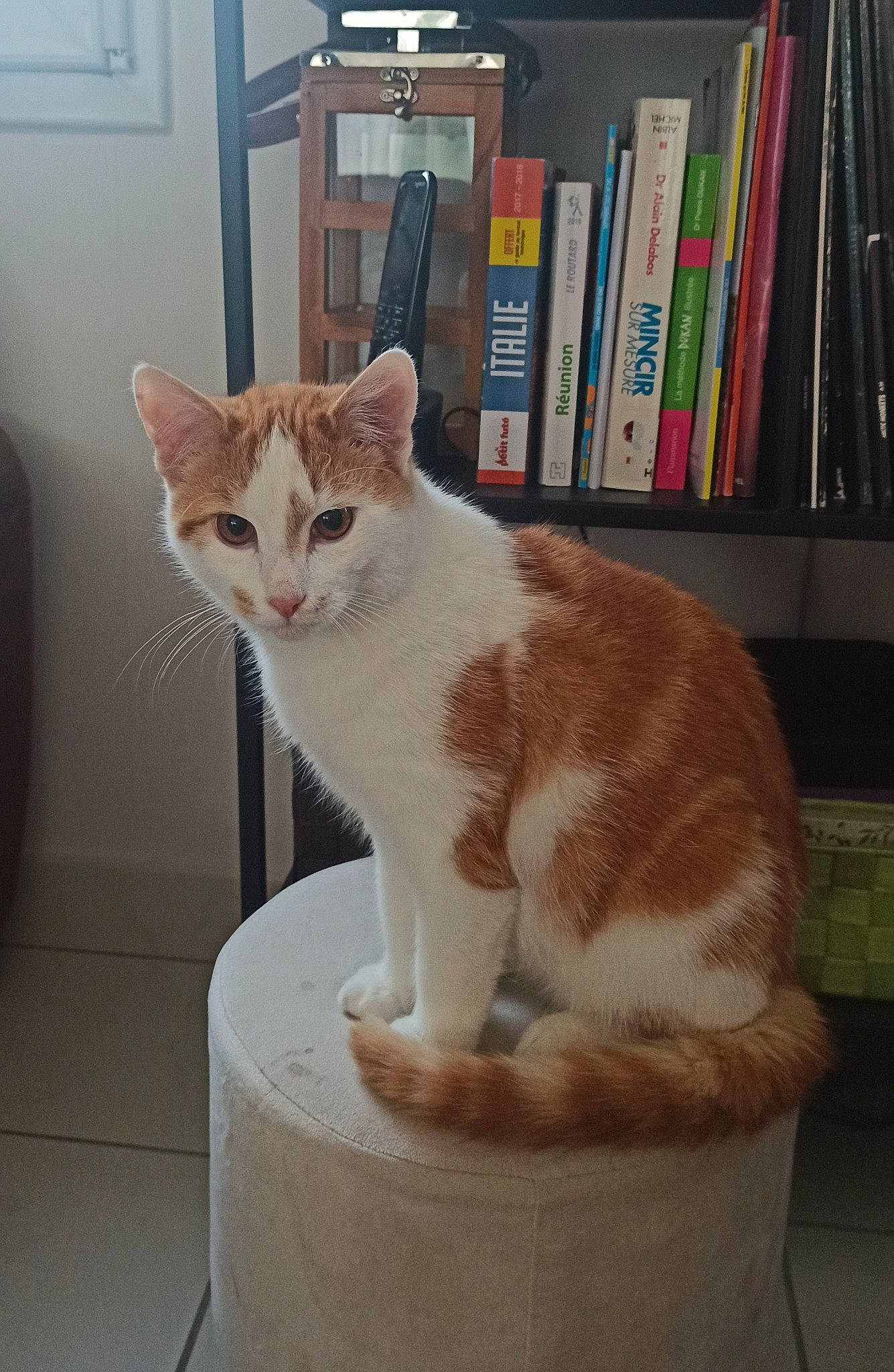 Yaris a rejoint le concours — aidez-le/la à gagner de superbes lots ! book, bookcase, carnivore, cat, cat_supply, domestic_short_haired_cat, fawn, felidae, fur, pet_supply, publication, shelf, shelving, sitting, small_to_medium_sized_cats, snout, tail, whiskers, window, wood