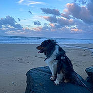 Aïko a rejoint le concours — aidez-le/la à gagner de superbes lots ! dog, beach, rock, ocean, sky, clouds, sand, sunset, outdoor, animal, pet, leash, fur, nature, landscape, water, waves, side_view, calm, scenic