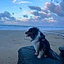 dog, beach, rock, ocean, sky, clouds, sand, sunset, outdoor, animal, pet, leash, fur, nature, landscape, water, waves, side_view, calm, scenic