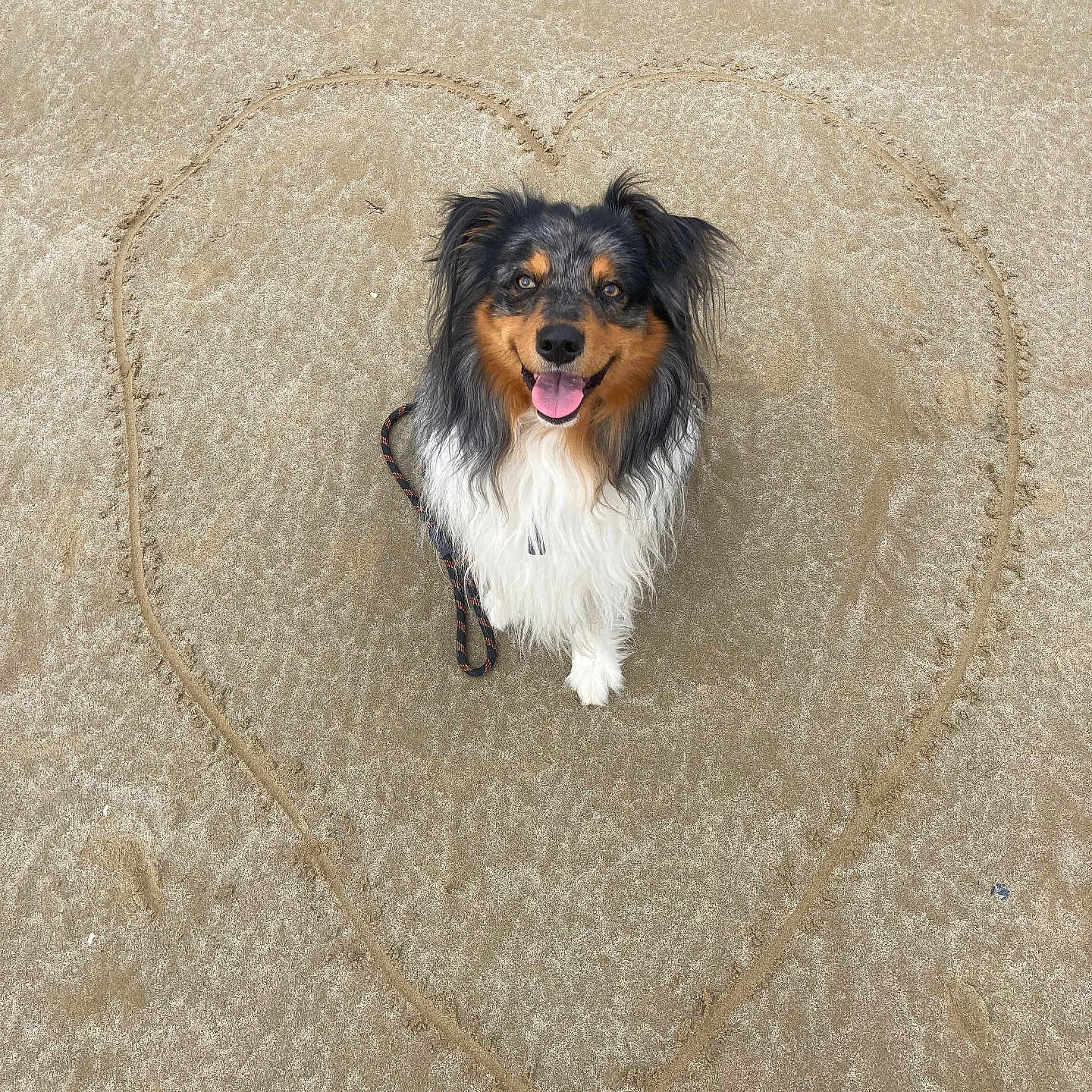 Aïko a rejoint le concours — aidez-le/la à gagner de superbes lots ! animal, beach, canine, cute, dog, friendly, fun, happy, heart, leash, love, nature, outdoor, pet, playful, portrait, sand, smiling, summer, vacation