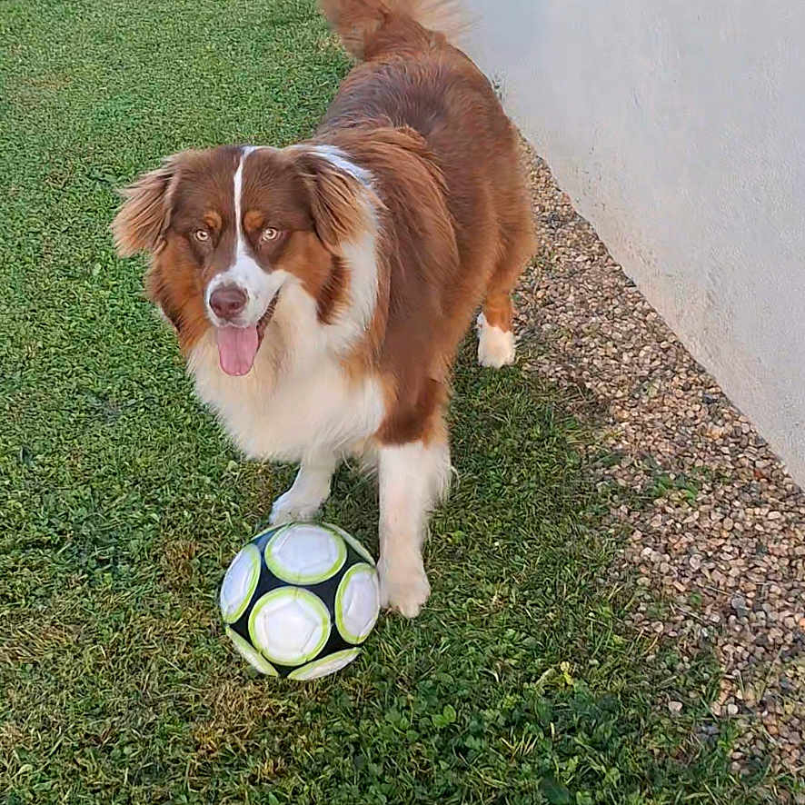 Volpone participe au concours pour gagner de l'argent avec cette photo : active, animal, brown_dog, canine, daylight, dog, friendly, fun, grass, happy, lawn, nature, outdoor, pet, playing, soccer_ball, tail_wagging, tongue_out, wall, white_fur
