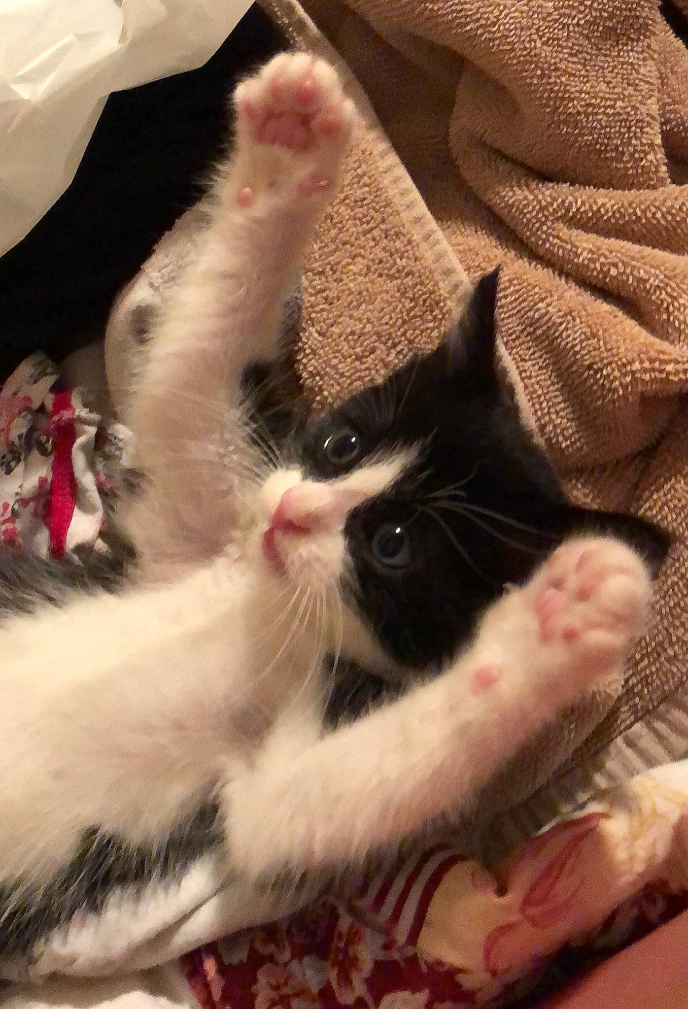 Penny is registered to the contest to win money with this photo: carnivore, cat, claw, domestic_short_haired_cat, ear, fawn, felidae, fur, kitten, leg, mammal, paw, polydactyl_cat, small_to_medium_sized_cats, snout, turkish_van, whiskers