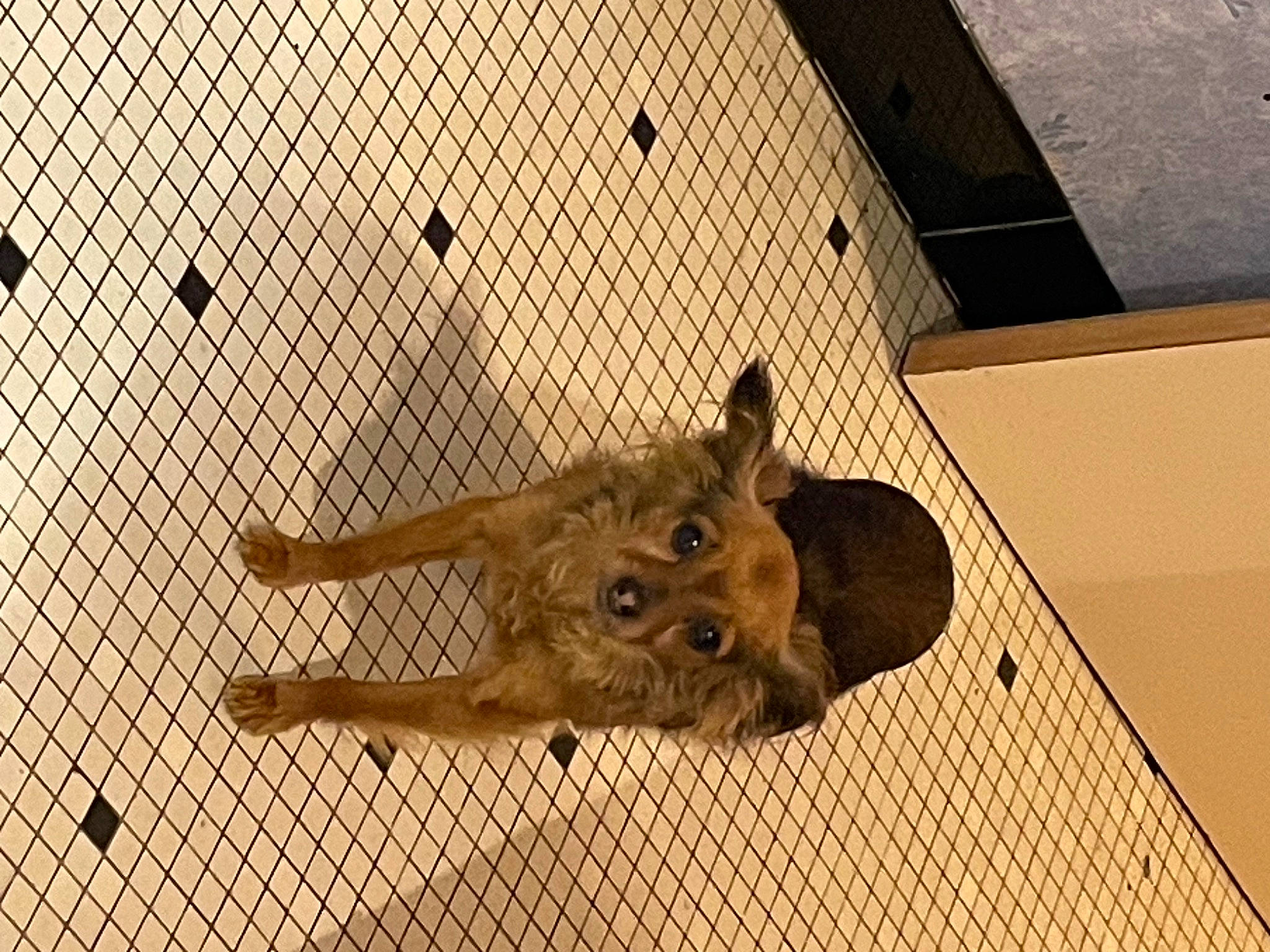 Manouchka participe au concours pour gagner de l'argent avec cette photo : animal_shelter, cage, canidae, ceiling, dog_breed, fawn, felidae, floor, flooring, fur, line, mesh, metal, pet_supply, snout, sporting_group, tail, terrestrial_animal, wood, working_animal