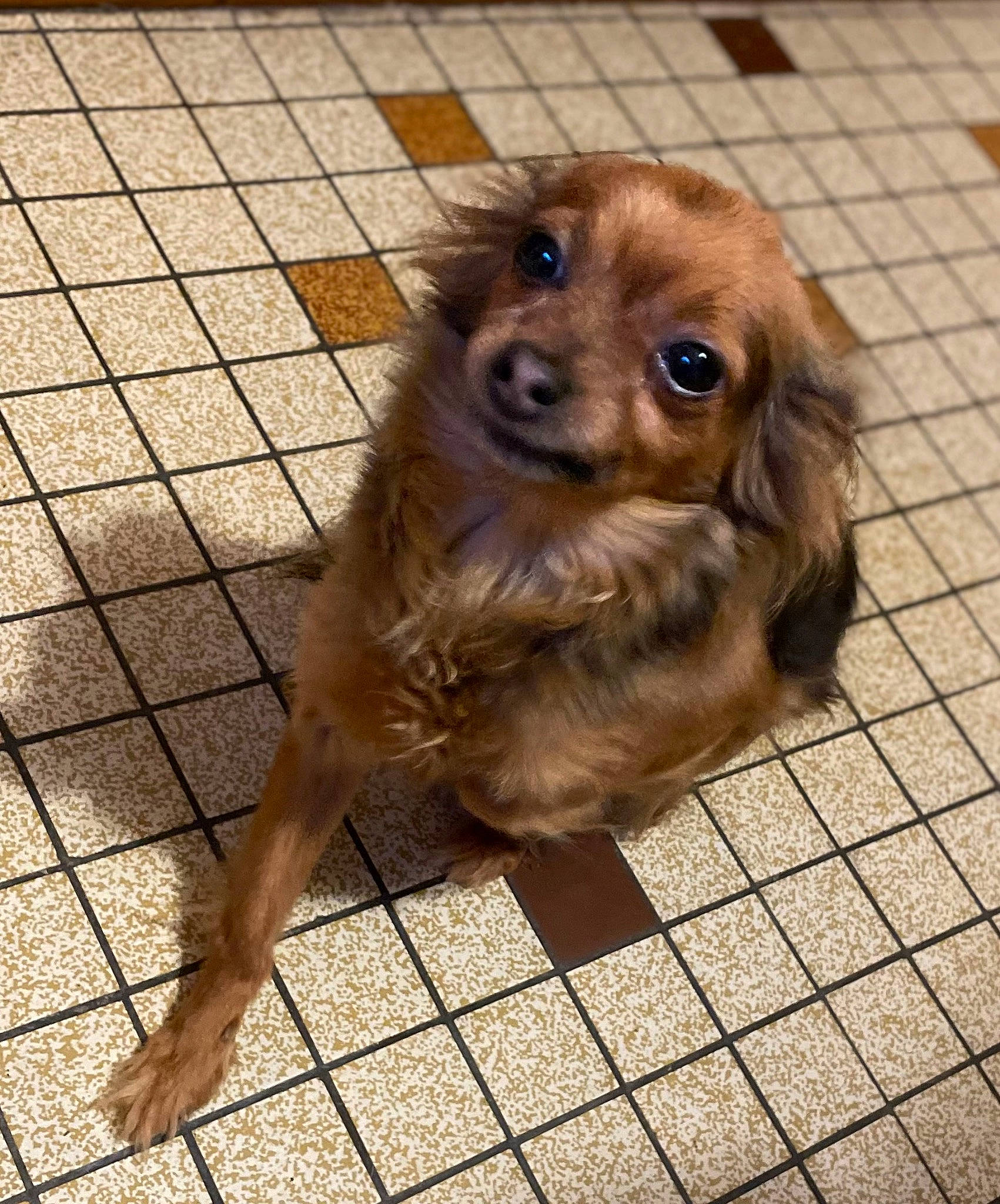 Manouchka a rejoint le concours — aidez-le/la à gagner de superbes lots ! canidae, carnivore, companion_dog, dog, dog_breed, fawn, floor, flooring, fur, liver, metal, paw, pet_supply, puppy, road_surface, sporting_group, toy_dog, whiskers, wood, working_animal