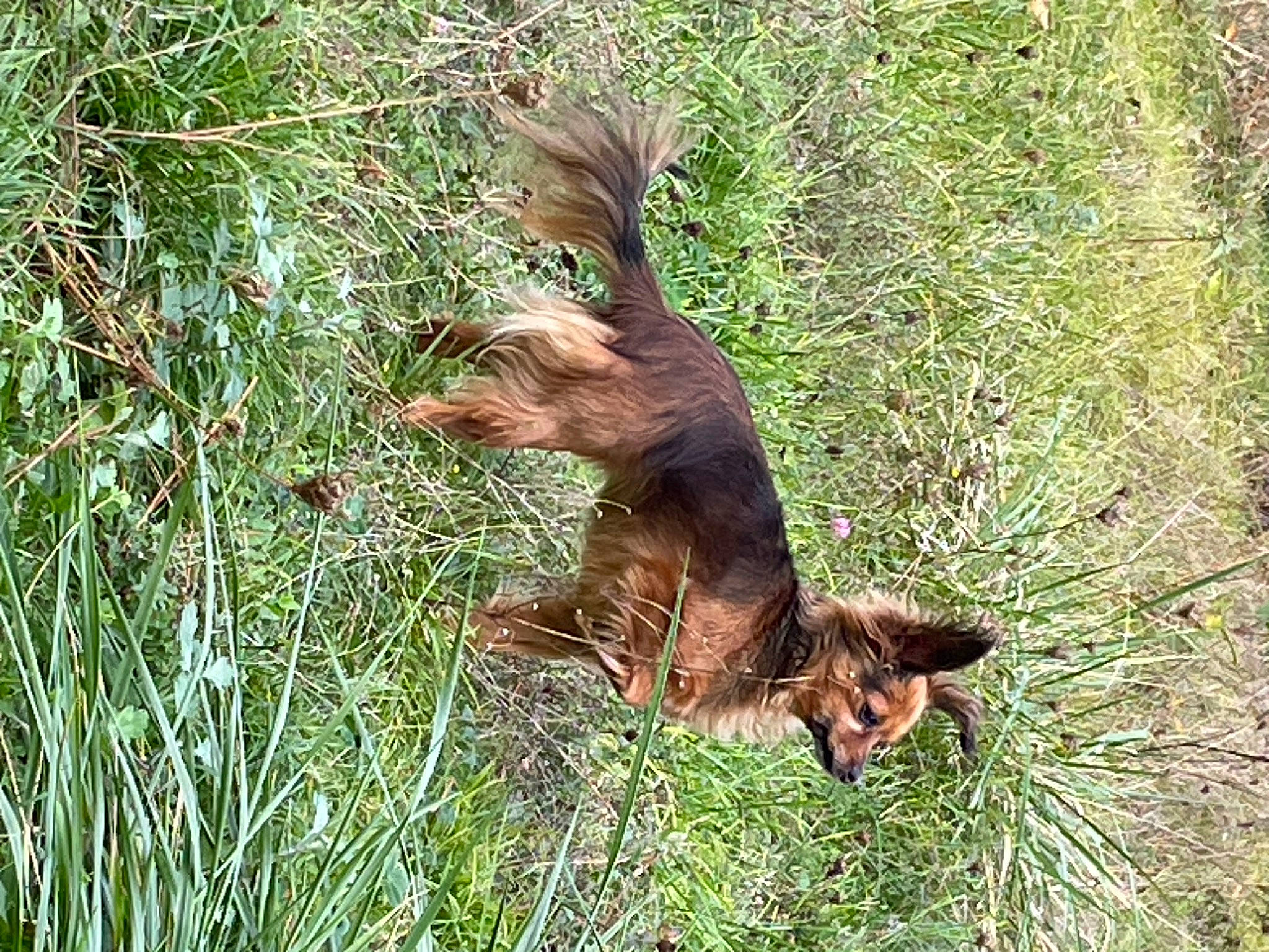Manouchka a rejoint le concours — aidez-le/la à gagner de superbes lots ! brown_hare, carnivore, dog, dog_breed, grass, groundcover, hare, herbaceous_plant, liver, plant, sporting_group, tail, terrestrial_animal, terrestrial_plant, wildlife, wood