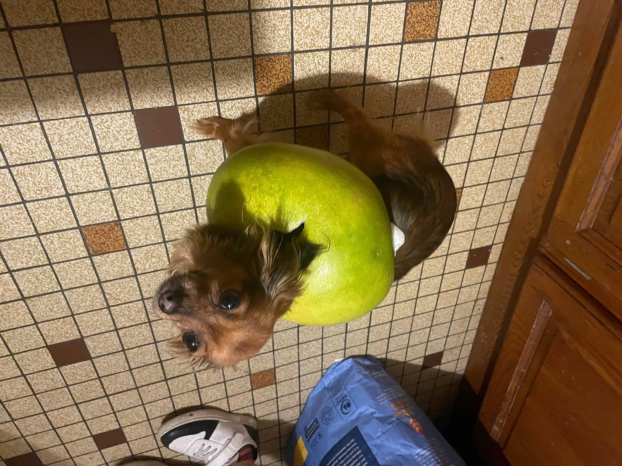 Manouchka a rejoint le concours — aidez-le/la à gagner de superbes lots ! animal_shelter, bird, canidae, carnivore, companion_dog, dog, dog_breed, dog_crate, dog_supply, fawn, flooring, foot, fowl, fur, pet_supply, poultry, snout, toy_dog, wood, working_animal