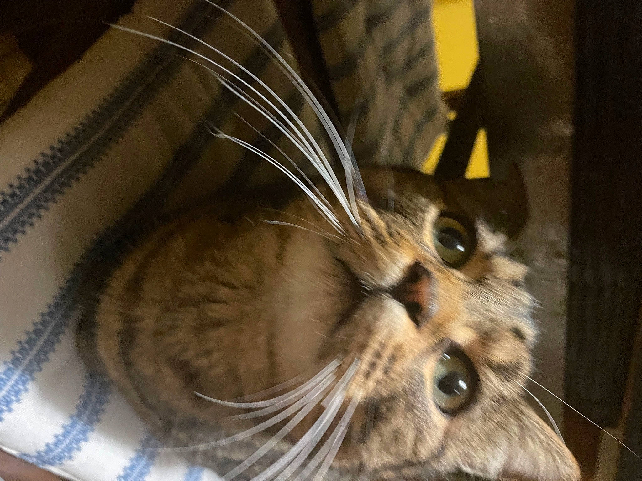 Bounty a rejoint le concours — aidez-le/la à gagner de superbes lots ! animal_shelter, carnivore, cat, claw, domestic_short_haired_cat, felidae, flooring, fur, paw, pet_supply, small_to_medium_sized_cats, snout, terrestrial_animal, whisk, whiskers