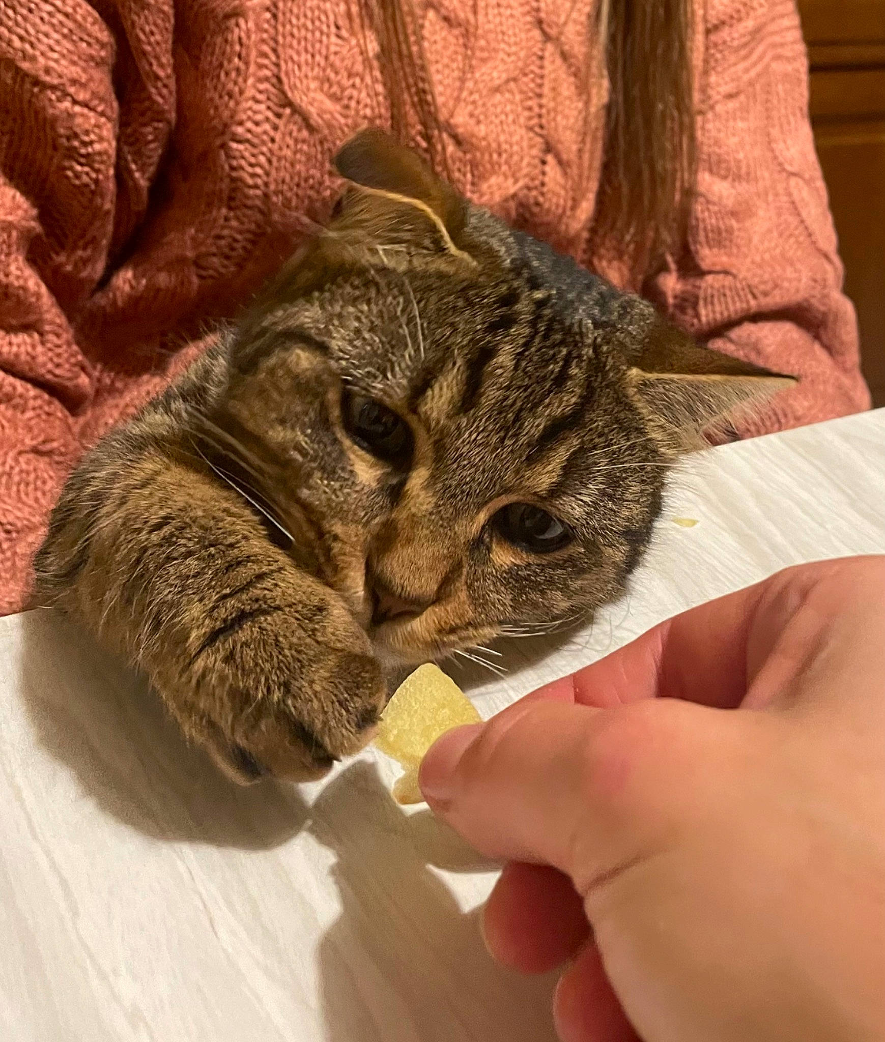 Bounty participe au concours pour gagner de l'argent avec cette photo : carnivore, cat, claw, comfort, domestic_short_haired_cat, felidae, fur, gesture, hardwood, nail, nap, paw, small_to_medium_sized_cats, tail, terrestrial_animal, thumb, whiskers, wood