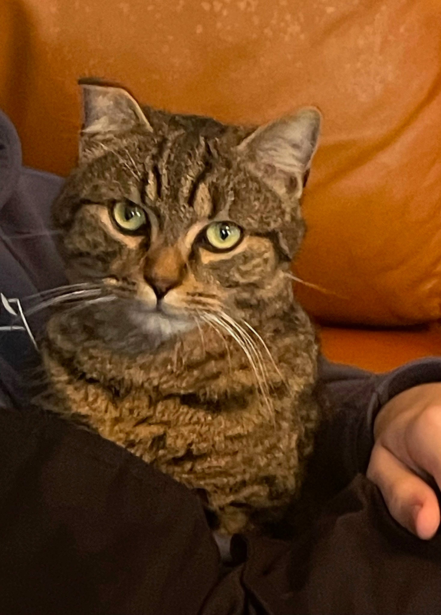 Bounty a rejoint le concours — aidez-le/la à gagner de superbes lots ! carnivore, cat, claw, comfort, domestic_short_haired_cat, felidae, fur, gesture, sitting, small_to_medium_sized_cats, snout, terrestrial_animal, whiskers