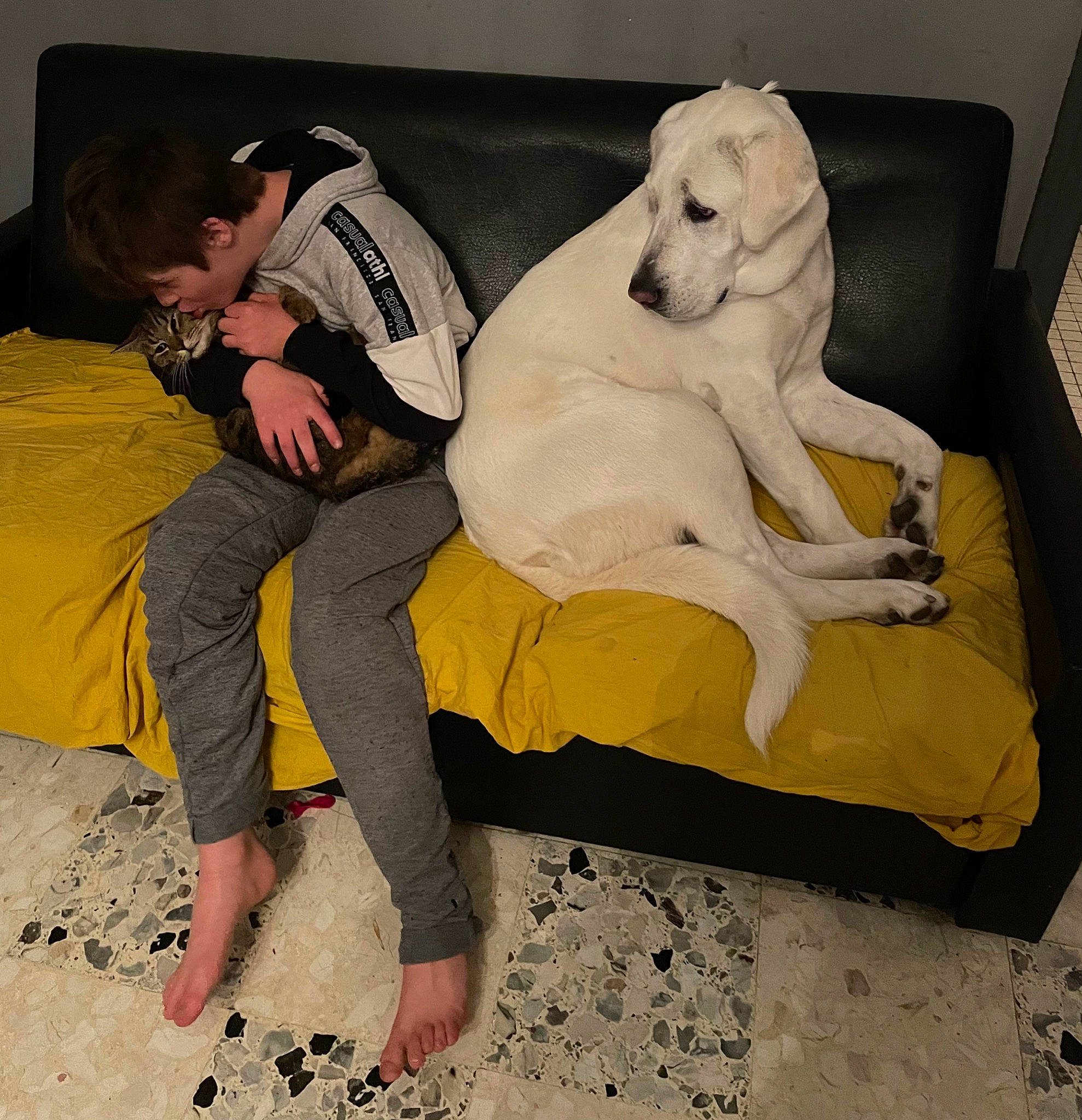 Uzélia a rejoint le concours — aidez-le/la à gagner de superbes lots ! bag, barefoot, carnivore, comfort, companion_dog, couch, dog, dog_breed, fawn, flooring, foot, fur, happy, human_leg, interaction, leg, linens, luggage_and_bags, sitting, thigh