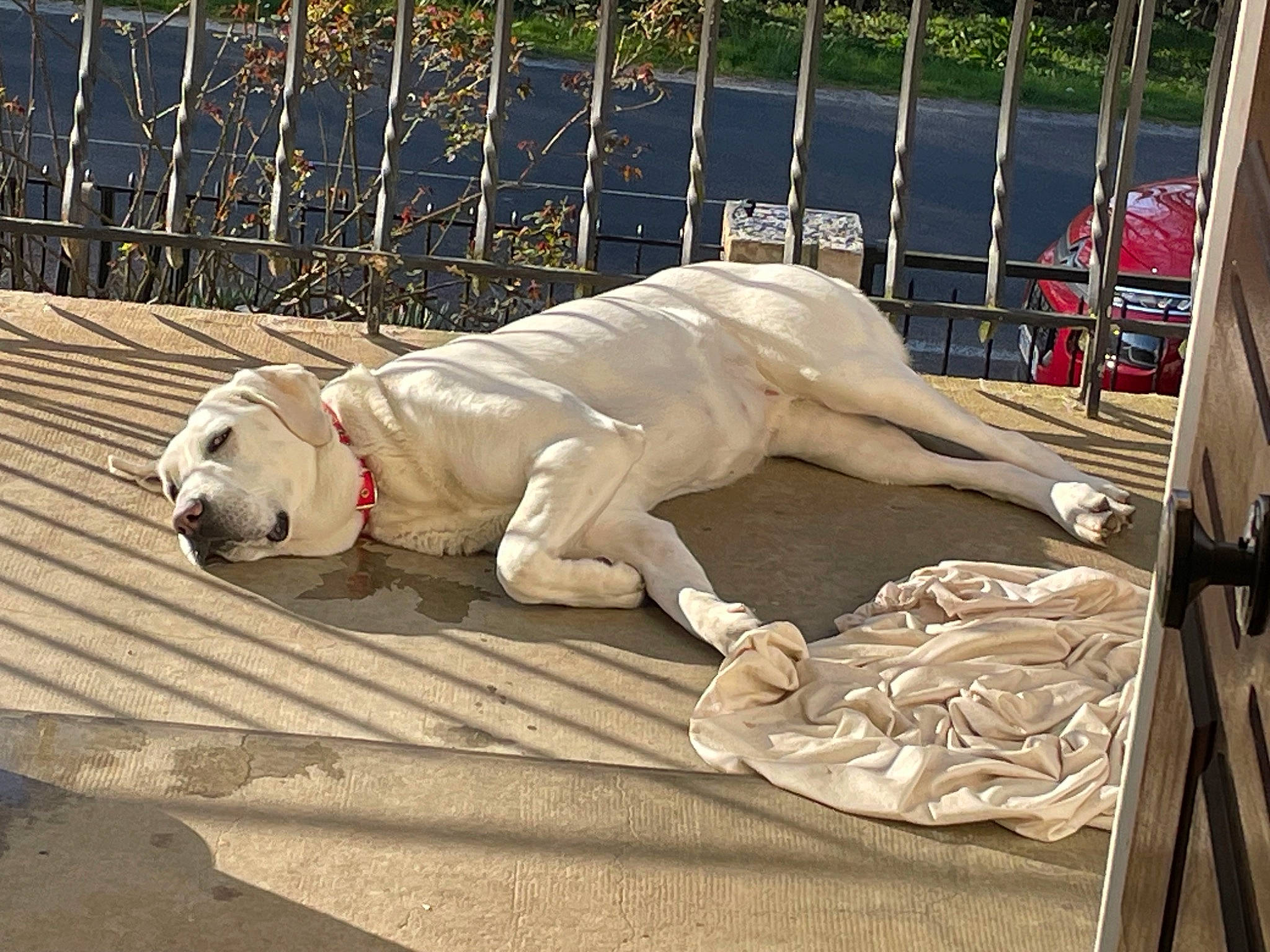 Uzélia participe au concours pour gagner de l'argent avec cette photo : art, canidae, carnivore, collar, companion_dog, dog, dog_breed, dog_collar, fawn, fence, leash, pet_supply, sculpture, sidewalk, snout, sporting_group, statue, tail, water, working_animal