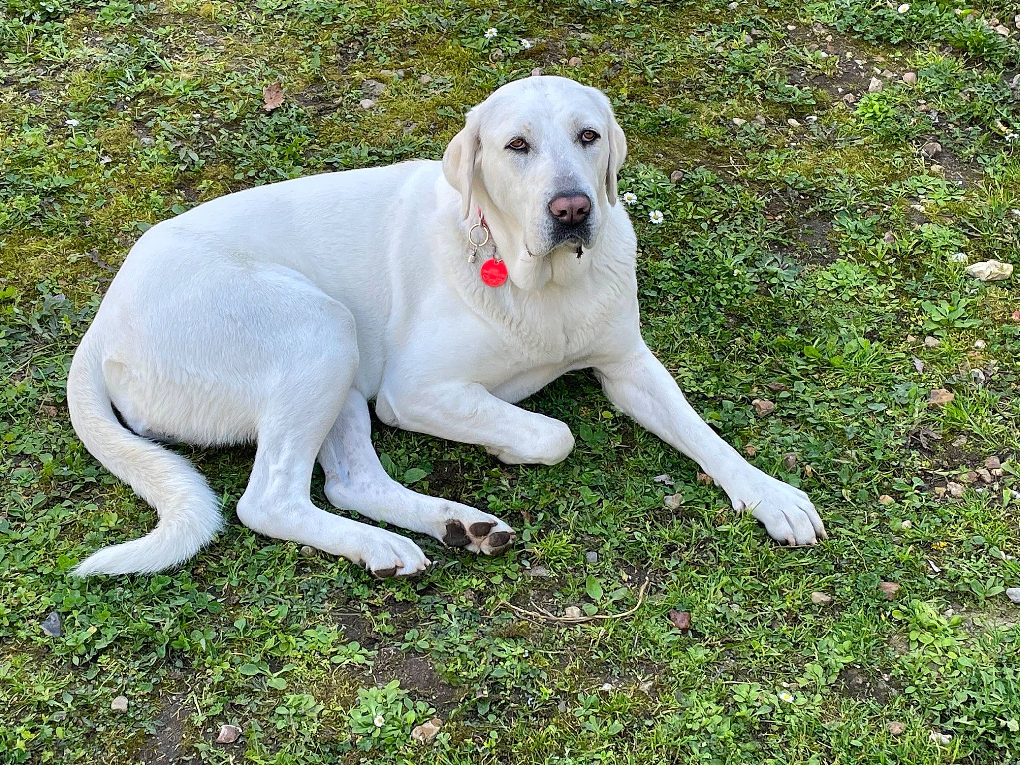 Uzélia participe au concours pour gagner de l'argent avec cette photo : canidae, carnivore, collar, companion_dog, dog, dog_breed, fawn, grass, labrador_retriever, non_sporting_group, plant, sporting_group, tail, terrestrial_animal, working_animal, working_dog