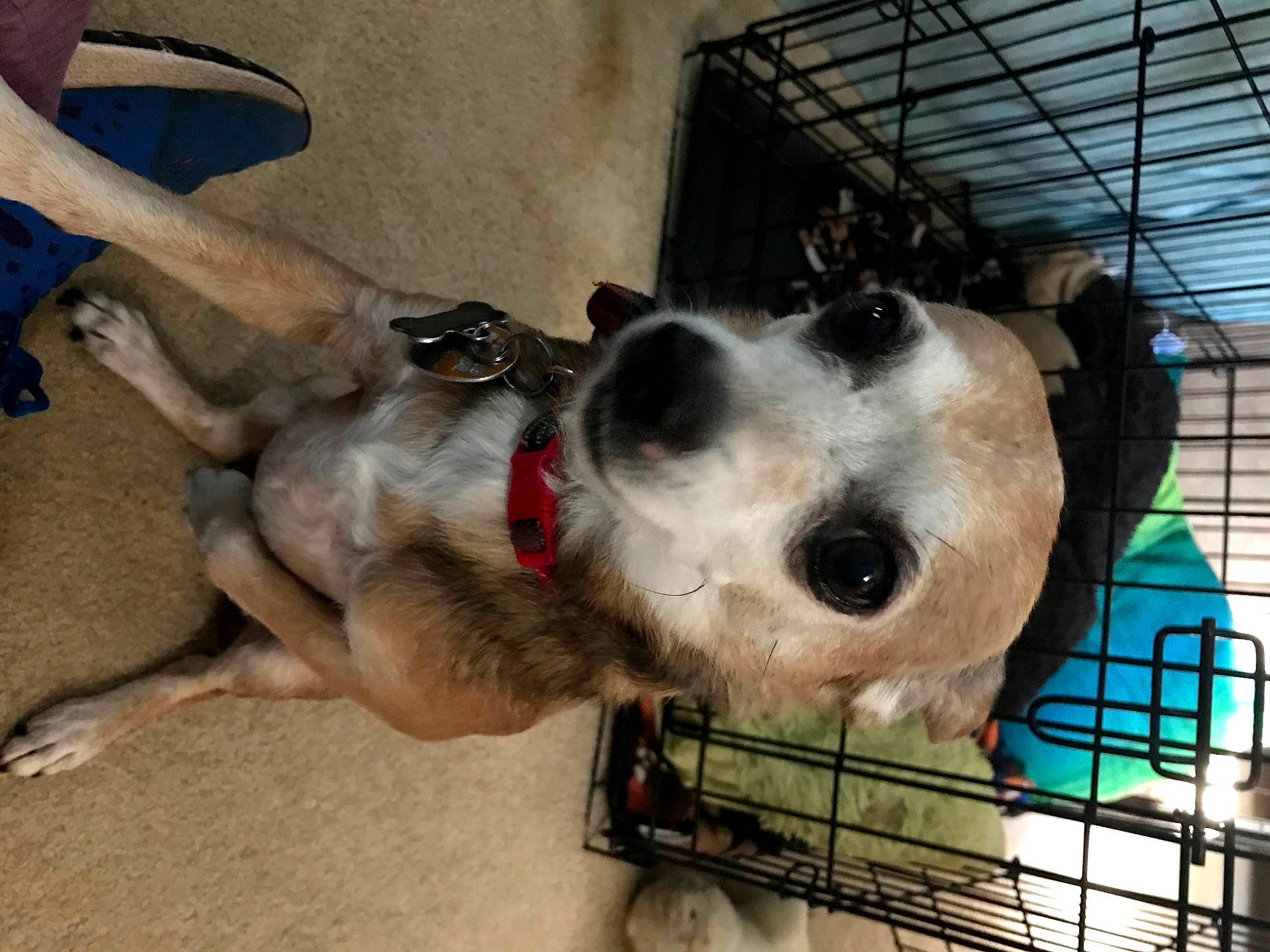 Fox is registered to the contest to win money with this photo: animal_shelter, canidae, carnivore, collar, companion_dog, dog, dog_breed, dog_collar, dog_crate, dog_supply, fur, kennel, leash, mesh, paw, pet_supply, snout, sporting_group, working_animal, working_dog