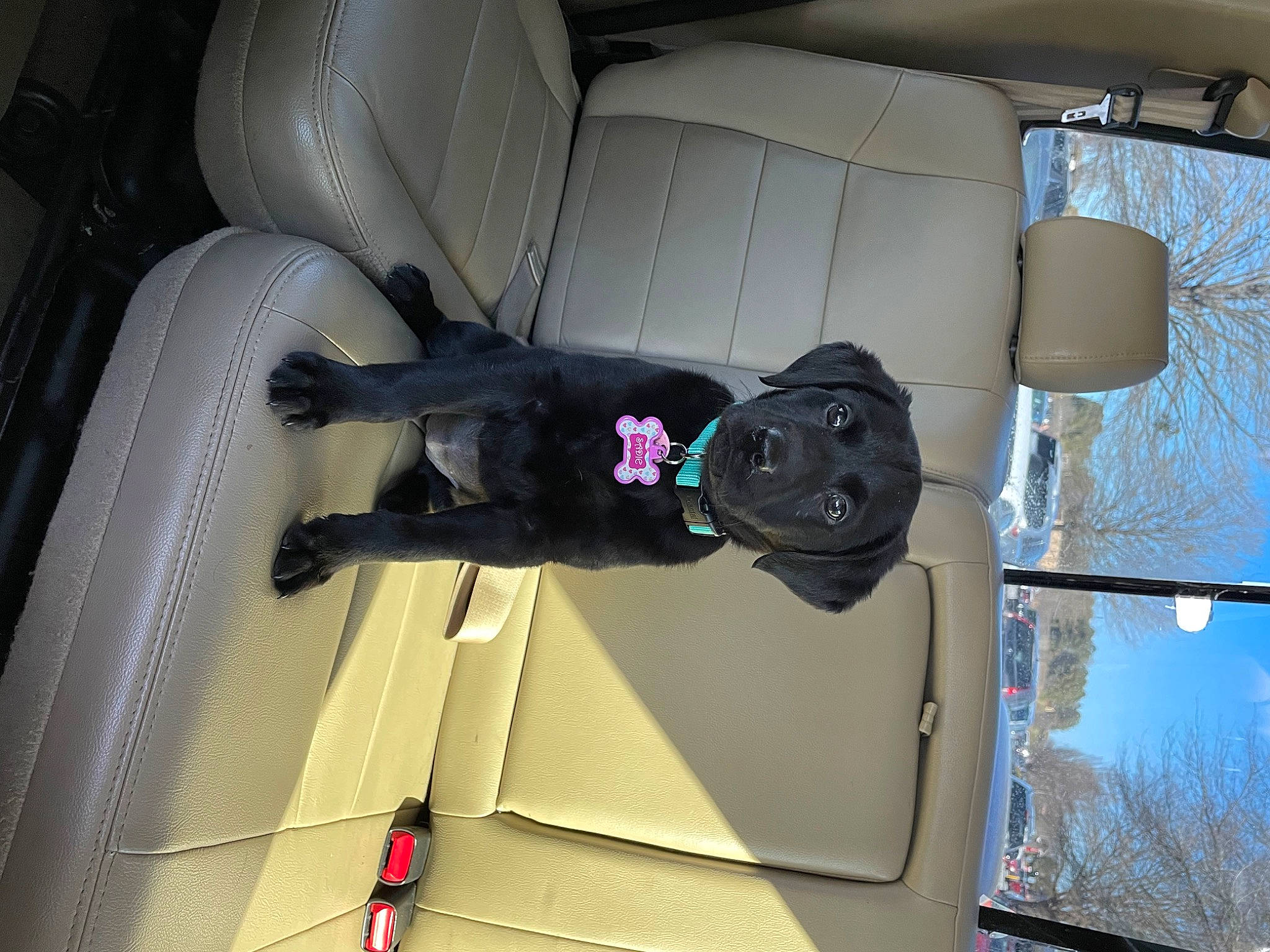 Sadie joined the competition — help win amazing prizes! auto_part, automotive_design, automotive_exterior, automotive_wheel_system, car, car_seat, car_seat_cover, family_car, head_restraint, luxury_vehicle, motor_vehicle, personal_luxury_car, plant, sky, steering_wheel, suit, tree, vehicle, vehicle_door, window