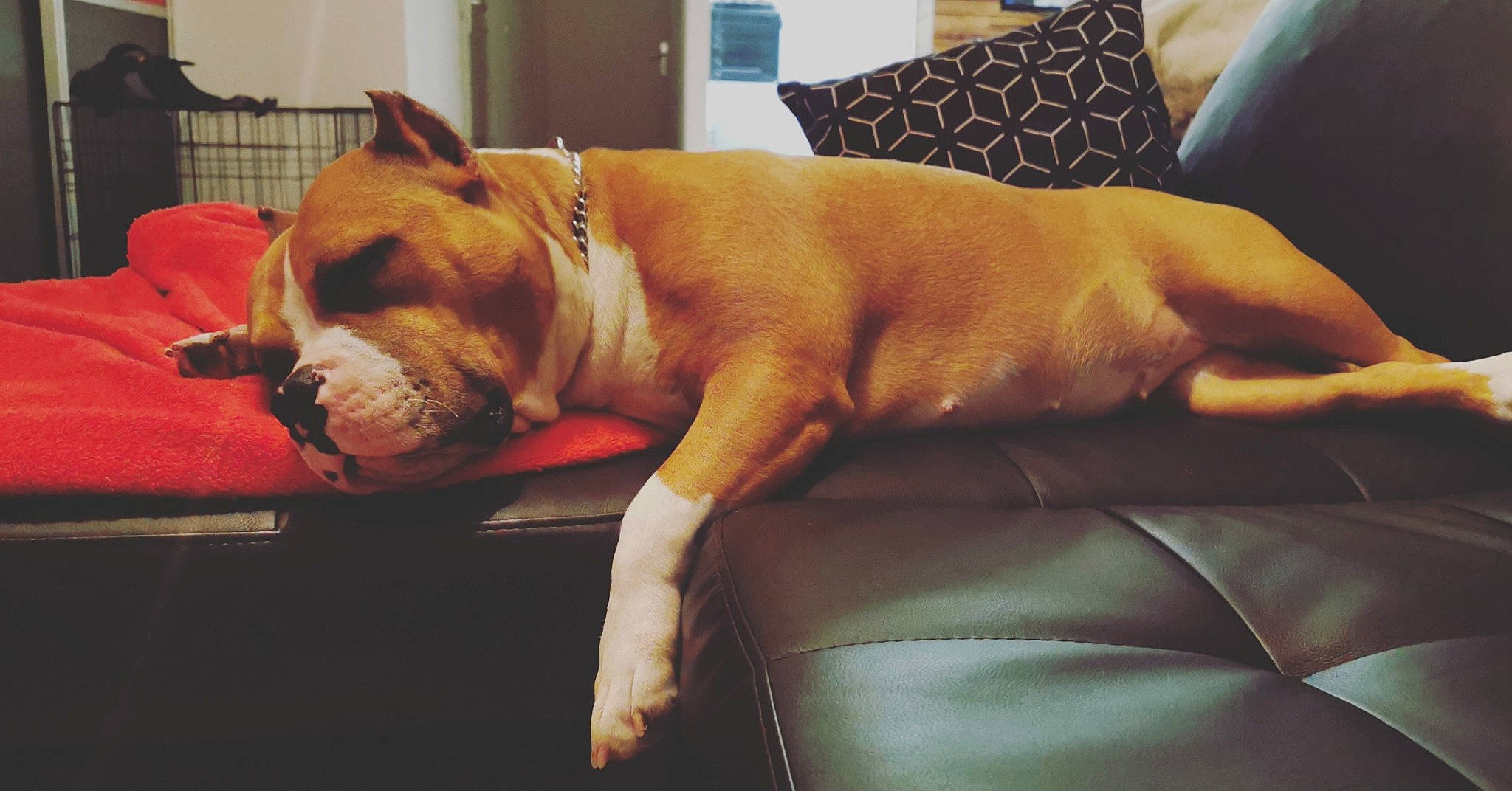 Opium a rejoint le concours — aidez-le/la à gagner de superbes lots ! bulldog, canidae, carnivore, companion_dog, couch, dog, dog_breed, ear, fawn, french_bulldog, fur, nap, non_sporting_group, nose, puppy, puppy_love, skin, sleep, snout