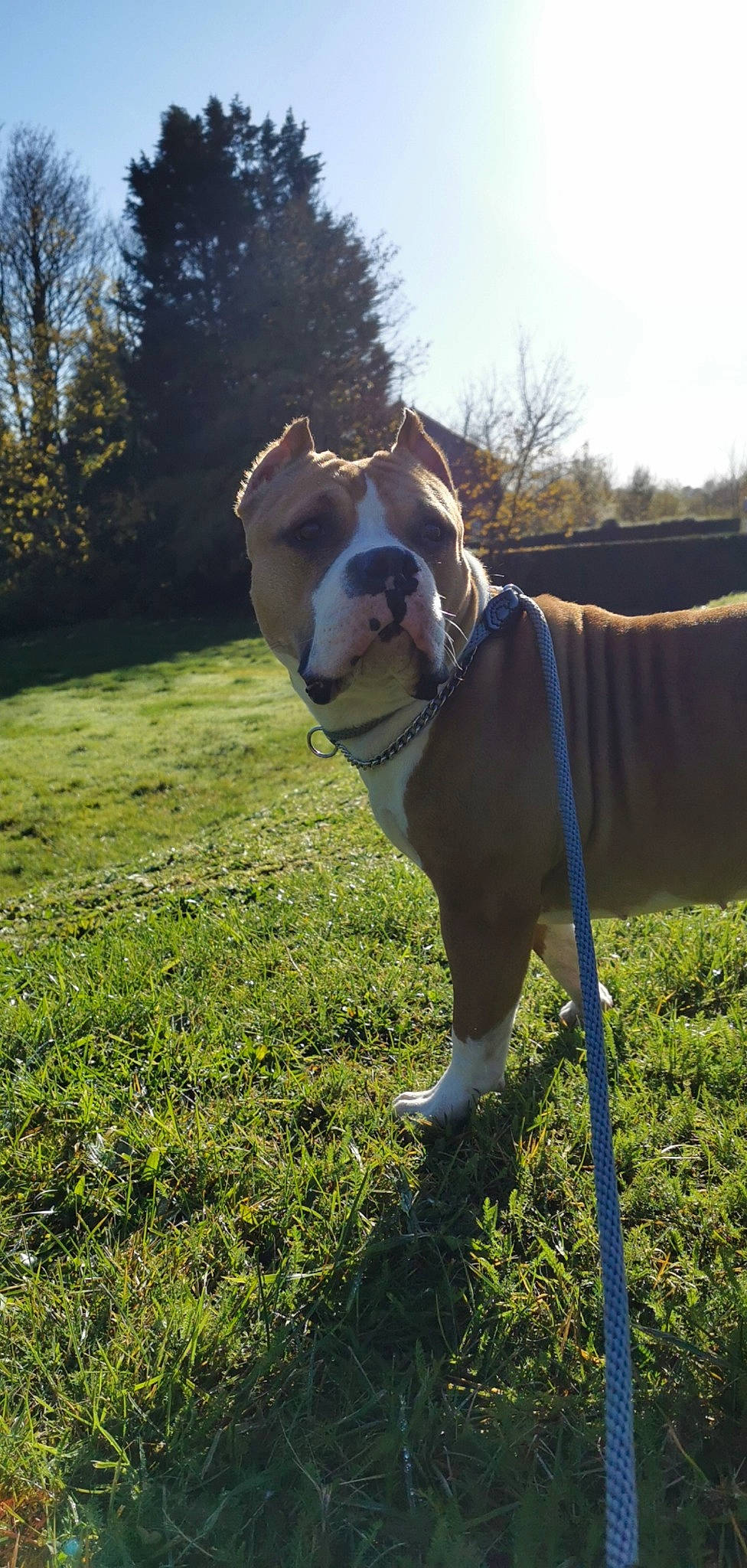 Opium a rejoint le concours — aidez-le/la à gagner de superbes lots ! american_bulldog, american_pit_bull_terrier, american_staffordshire_terrier, australian_bulldog, bulldog, canidae, carnivore, dog, dog_breed, fawn, grass, mammal, non_sporting_group, old_english_bulldog, olde_english_bulldogge, pit_bull, snout, terrier, vertebrate