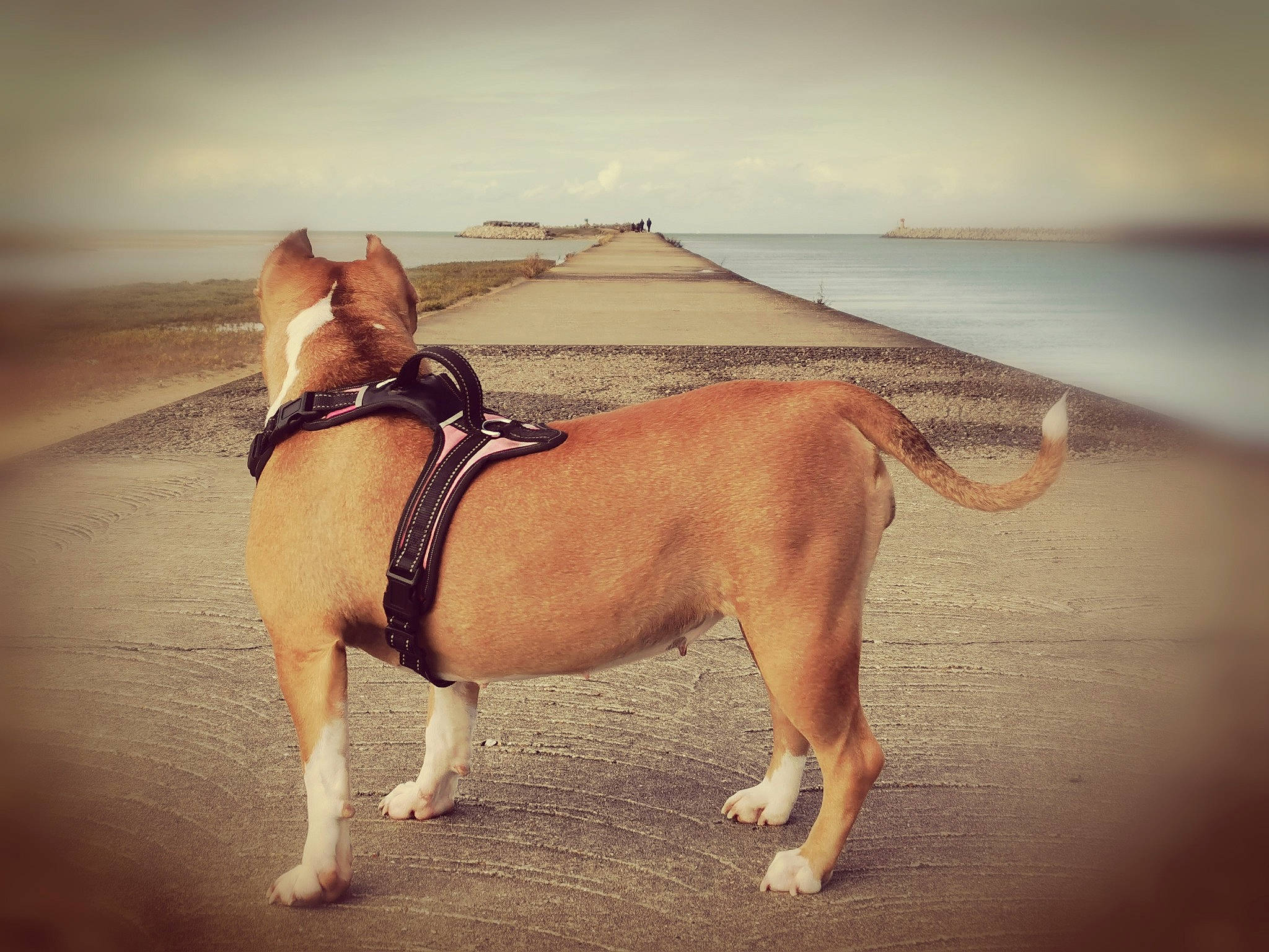 Opium participe au concours pour gagner de l'argent avec cette photo : american_pit_bull_terrier, american_staffordshire_terrier, canidae, carnivore, cloud, collar, companion_dog, dog, dog_breed, dog_collar, dog_walking, fawn, french_bulldog, leash, mammal, non_sporting_group, sky, snout, summer, vacation