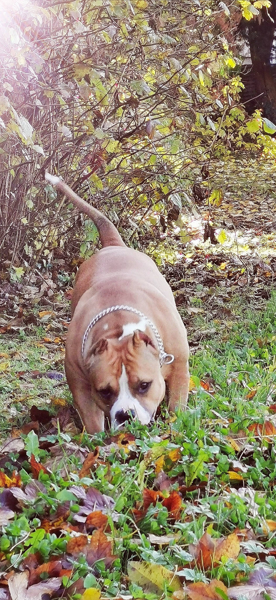 Opium a rejoint le concours — aidez-le/la à gagner de superbes lots ! american_pit_bull_terrier, american_staffordshire_terrier, canidae, carnivore, dog, dog_breed, fawn, mammal, vertebrate