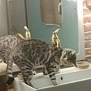 Zeus participe au concours pour gagner de l'argent avec cette photo : animal, basin, cat, doublesink, egyptiancat, indoors, kitten, manx, ocelot, pet, sink, sinkfaucet