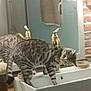animal, basin, cat, doublesink, egyptiancat, indoors, kitten, manx, ocelot, pet, sink, sinkfaucet