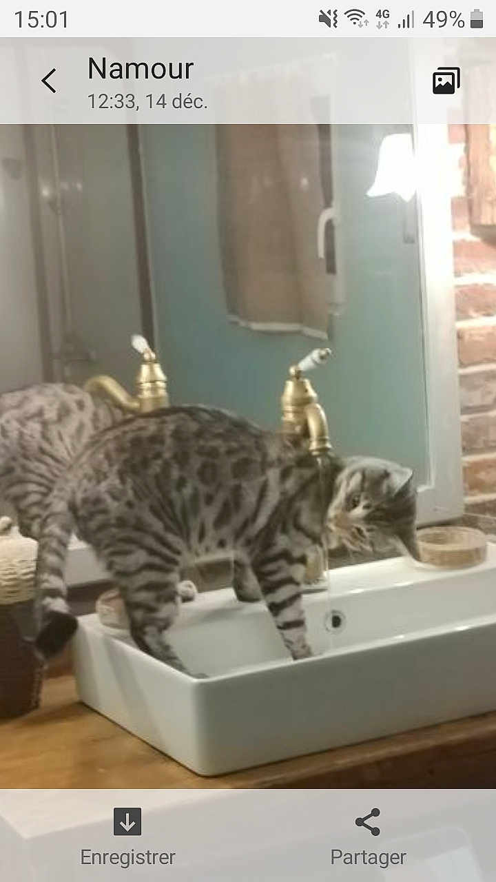 Zeus participe au concours pour gagner de l'argent avec cette photo : animal, basin, cat, doublesink, egyptiancat, indoors, kitten, manx, ocelot, pet, sink, sinkfaucet