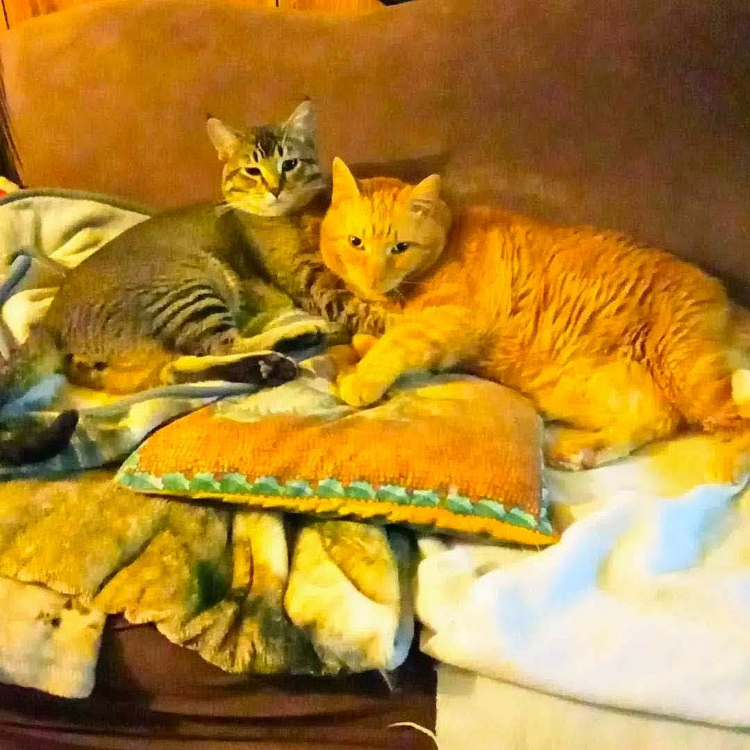 Charlie joined the competition — help win amazing prizes! carnivore, cat, comfort, domestic_short_haired_cat, fawn, felidae, fur, linens, mammal, nap, paw, room, small_to_medium_sized_cats, snout, tail, terrestrial_animal, vertebrate, whiskers, wildlife