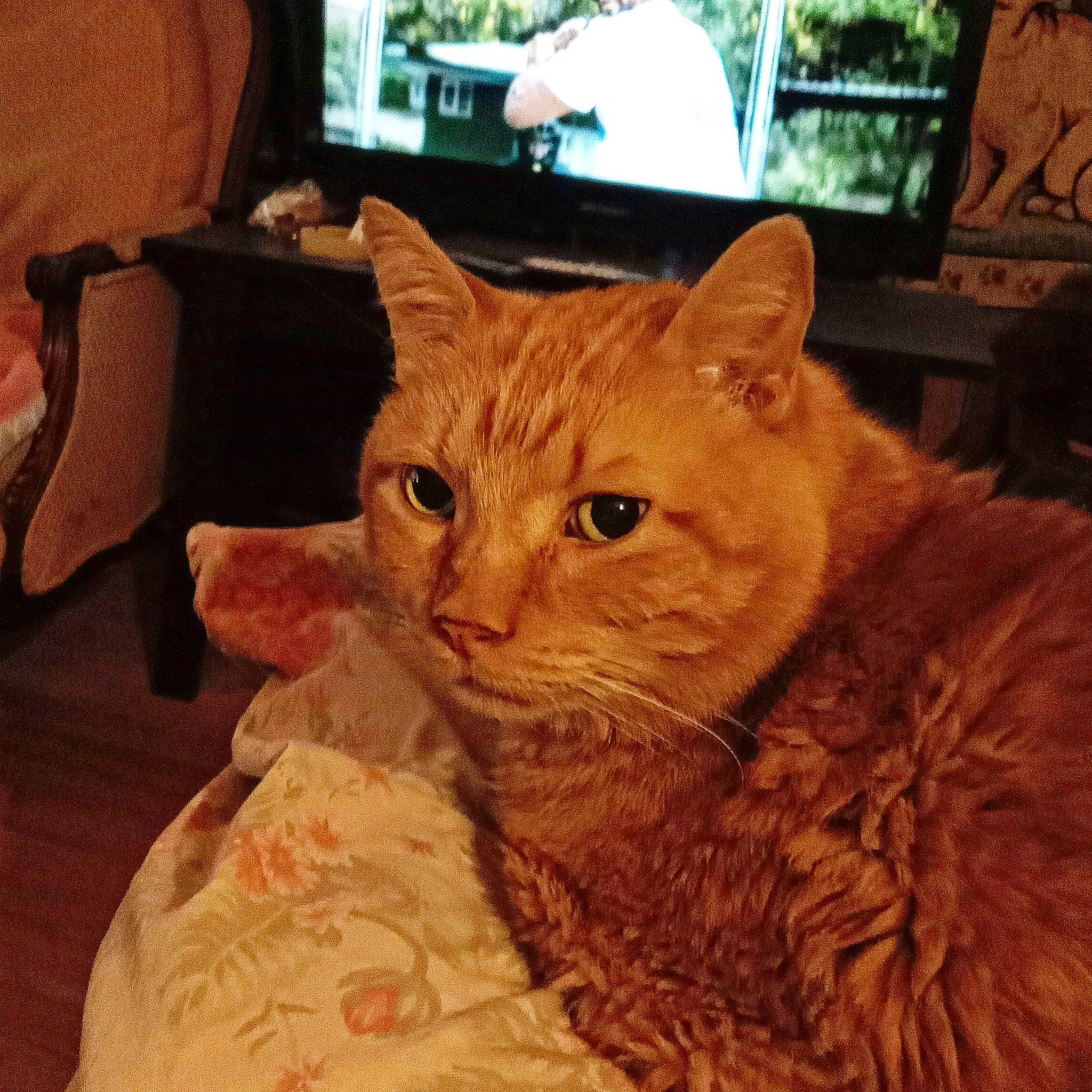 Charlie is registered to the contest to win money with this photo: carnivore, cat, claw, comfort, domestic_short_haired_cat, ear, fawn, felidae, fur, lap, paw, sitting, small_to_medium_sized_cats, snout, tail, television, terrestrial_animal, whiskers, window, wood