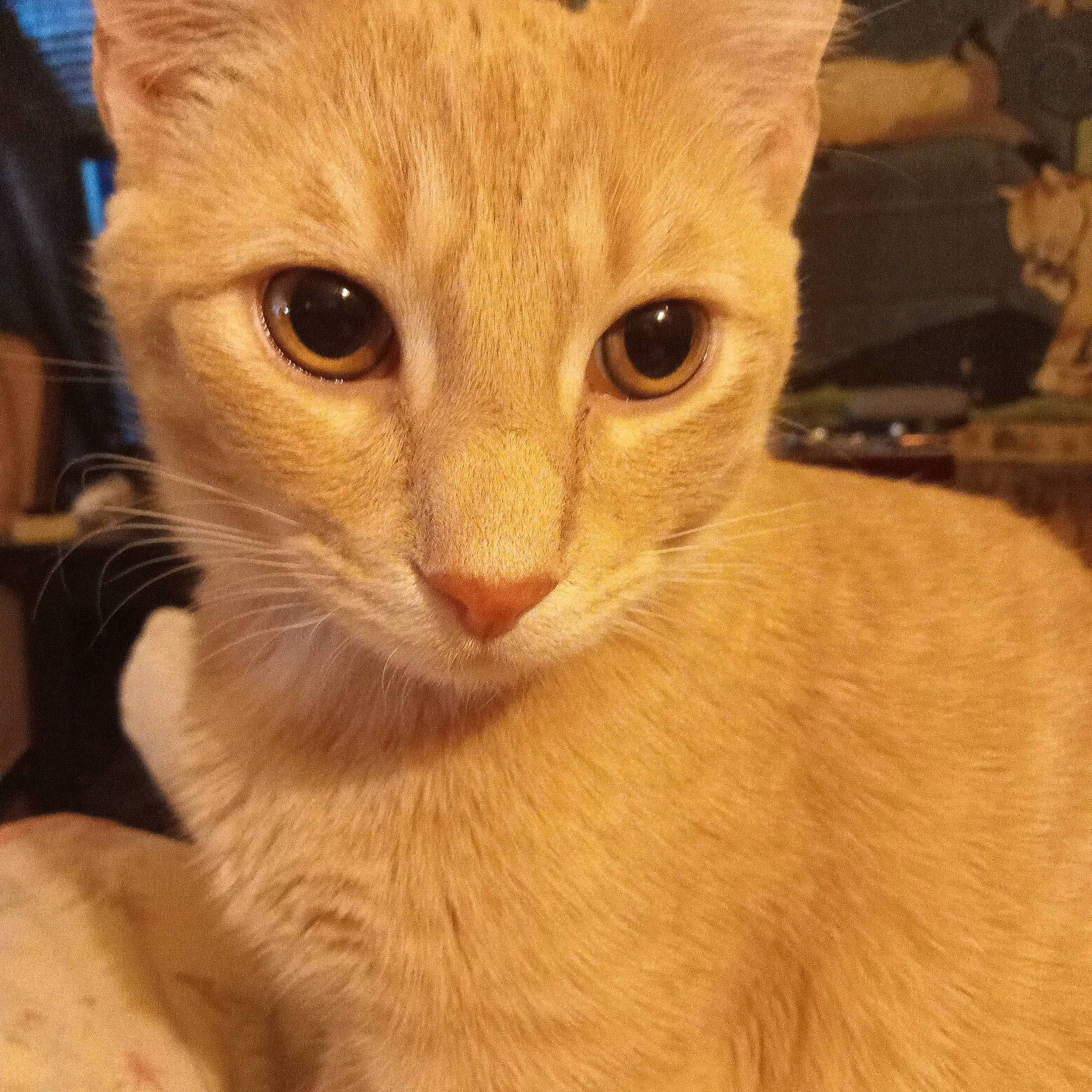 Clyde joined the competition — help win amazing prizes! carnivore, cat, domestic_short_haired_cat, ear, fawn, felidae, fur, iris, paw, pleased, small_to_medium_sized_cats, snout, terrestrial_animal, whiskers