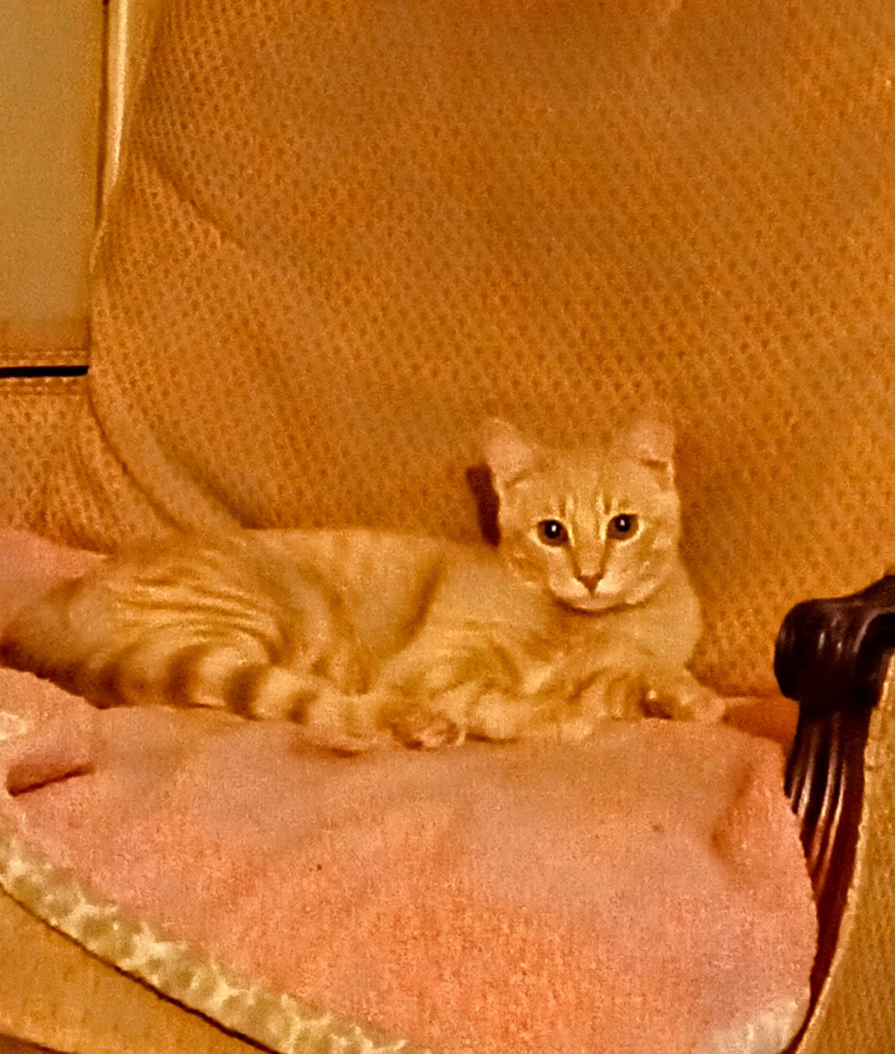 Clyde is registered to the contest to win money with this photo: beige, carnivore, cat, cat_bed, cat_supply, comfort, couch, domestic_short_haired_cat, fawn, felidae, flooring, fur, kitchen_utensil, linens, pet_supply, small_to_medium_sized_cats, tableware, tail, whiskers, wood