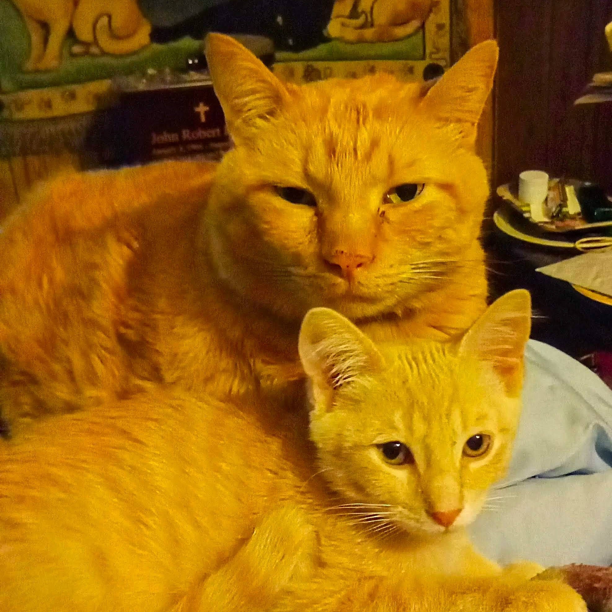 Clyde is registered to the contest to win money with this photo: carnivore, cat, cat_furniture, claw, domestic_short_haired_cat, fawn, felidae, fur, paw, small_to_medium_sized_cats, snout, tail, whiskers, yellow