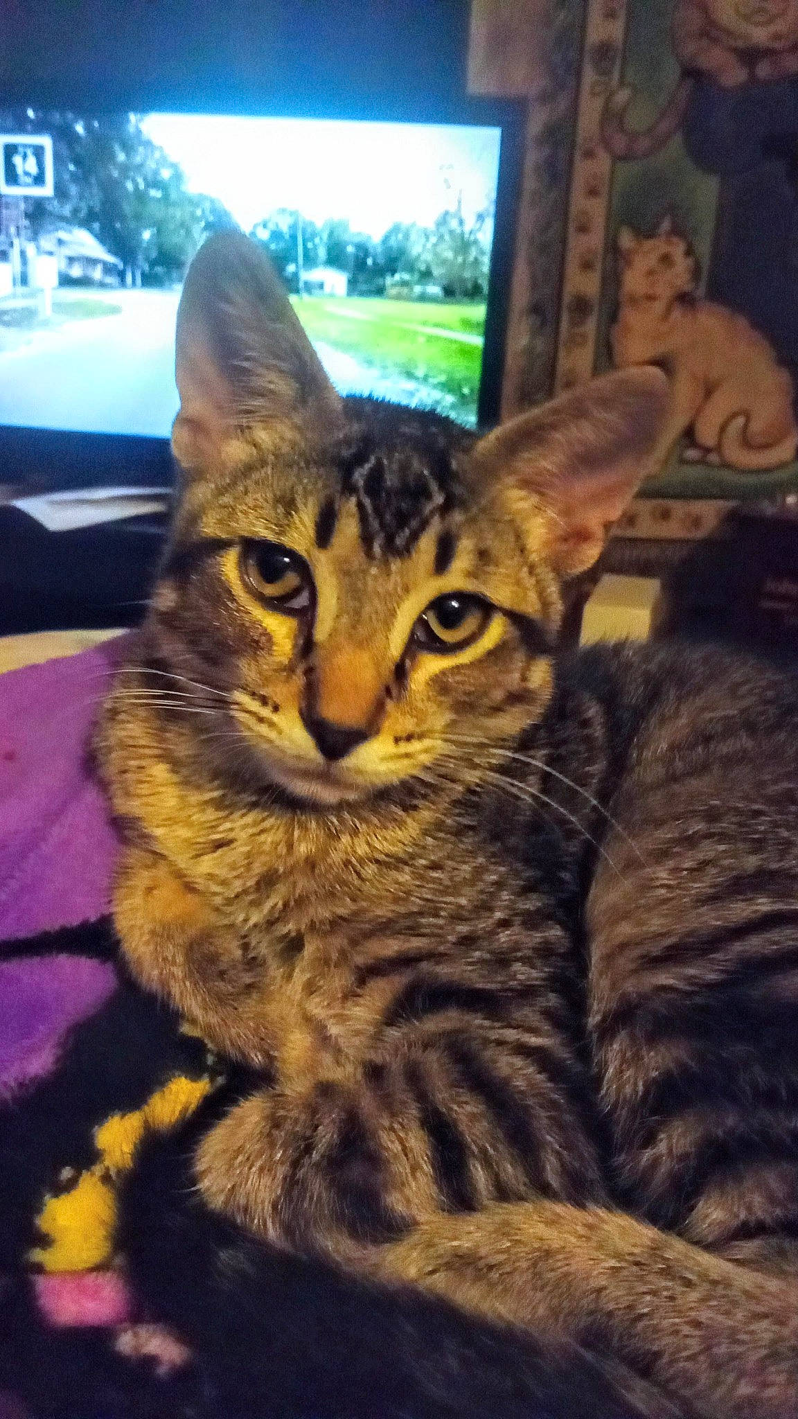 Tigger joined the competition — help win amazing prizes! carnivore, cat, claw, domestic_short_haired_cat, felidae, fur, grass, paw, picture_frame, sitting, sky, small_to_medium_sized_cats, snout, tail, terrestrial_animal, tree, whiskers, wildlife, window