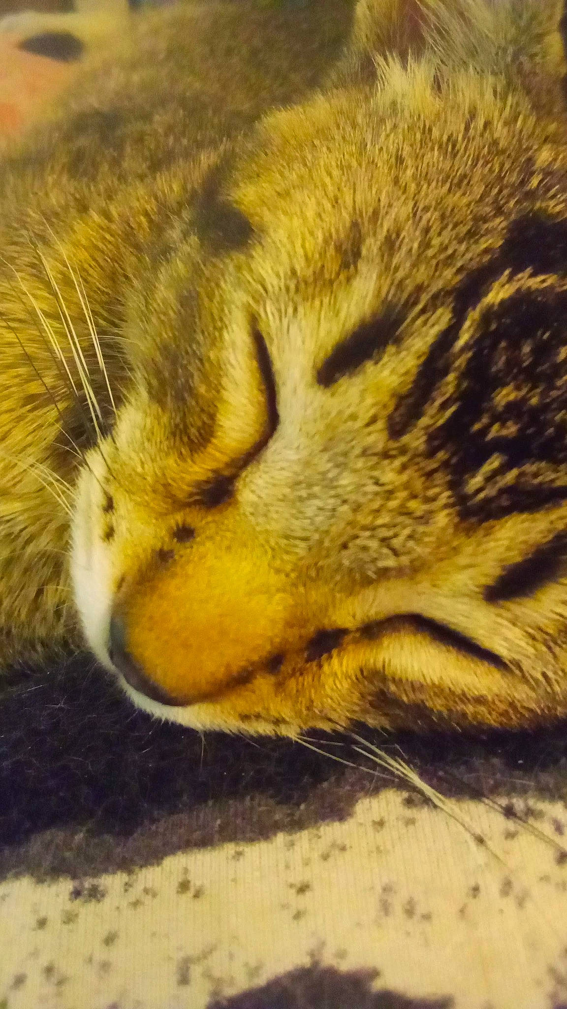 Tigger is registered to the contest to win money with this photo: big_cats, carnivore, cat, claw, comfort, domestic_short_haired_cat, fawn, felidae, fur, grass, nap, paw, sleep, small_to_medium_sized_cats, snout, tail, terrestrial_animal, whiskers, wildlife, wood