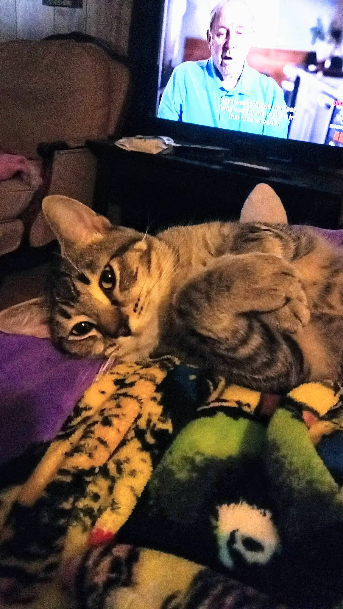 Tigger joined the competition — help win amazing prizes! carnivore, cat, comfort, couch, domestic_short_haired_cat, felidae, flat_panel_display, fur, lap, linens, mammal, room, sky, small_to_medium_sized_cats, tail, television, television_set, textile, vertebrate, whiskers