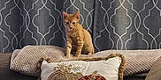 Macaroni joined the competition — help win amazing prizes! kitten, cat, orange_tabby, couch, sofa, decorative_pillow, throw_blanket, curtain, living_room, home_interior, pumpkin_decor, autumn_decor, fabric_pattern, cozy, pet, sitting, looking_at_camera, wooden_table, texture, furniture