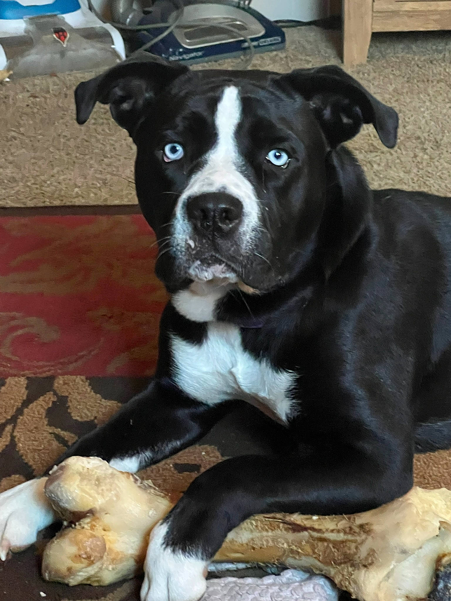 Tootsie is registered to the contest to win money with this photo: borador, boston_terrier, canidae, carnivore, collar, companion_dog, dog, dog_breed, dog_collar, fawn, fur, non_sporting_group, puppy, snout, sporting_group, terrestrial_animal, whiskers, working_animal, working_dog